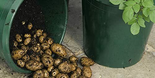 Simply Seed – 5 LB – Kennebec Potato Seed – Non GMO – Natural Grown – Order Now