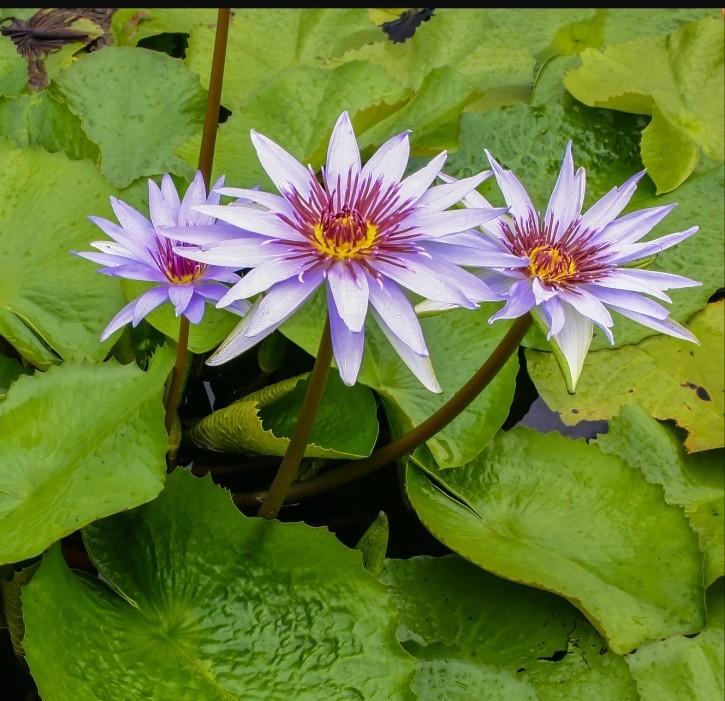 Woods Blue Goddess Tropical Waterlily