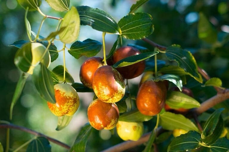 Jujube, Ziziphus Jujuba – 10 Seeds 2024 – USA