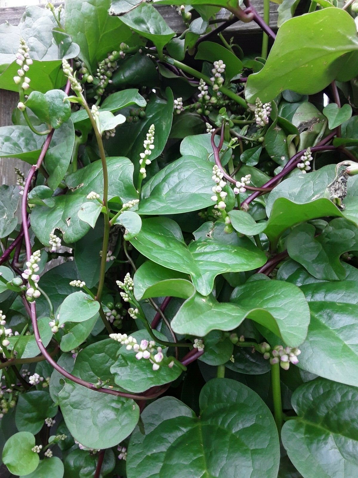 70 Organic Red Stem Malabar Spinach Alugbati Mong Toi Poi Sang Ceylon seedsS