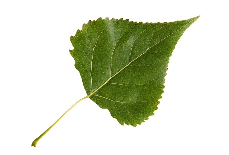 Hybrid Poplar Tree – Live Bare Root Plant