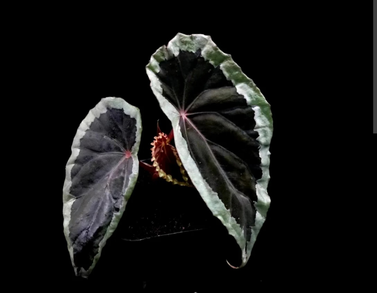 Begonia Baramensis Live Starter Plant. Rare Tropical Terrarium