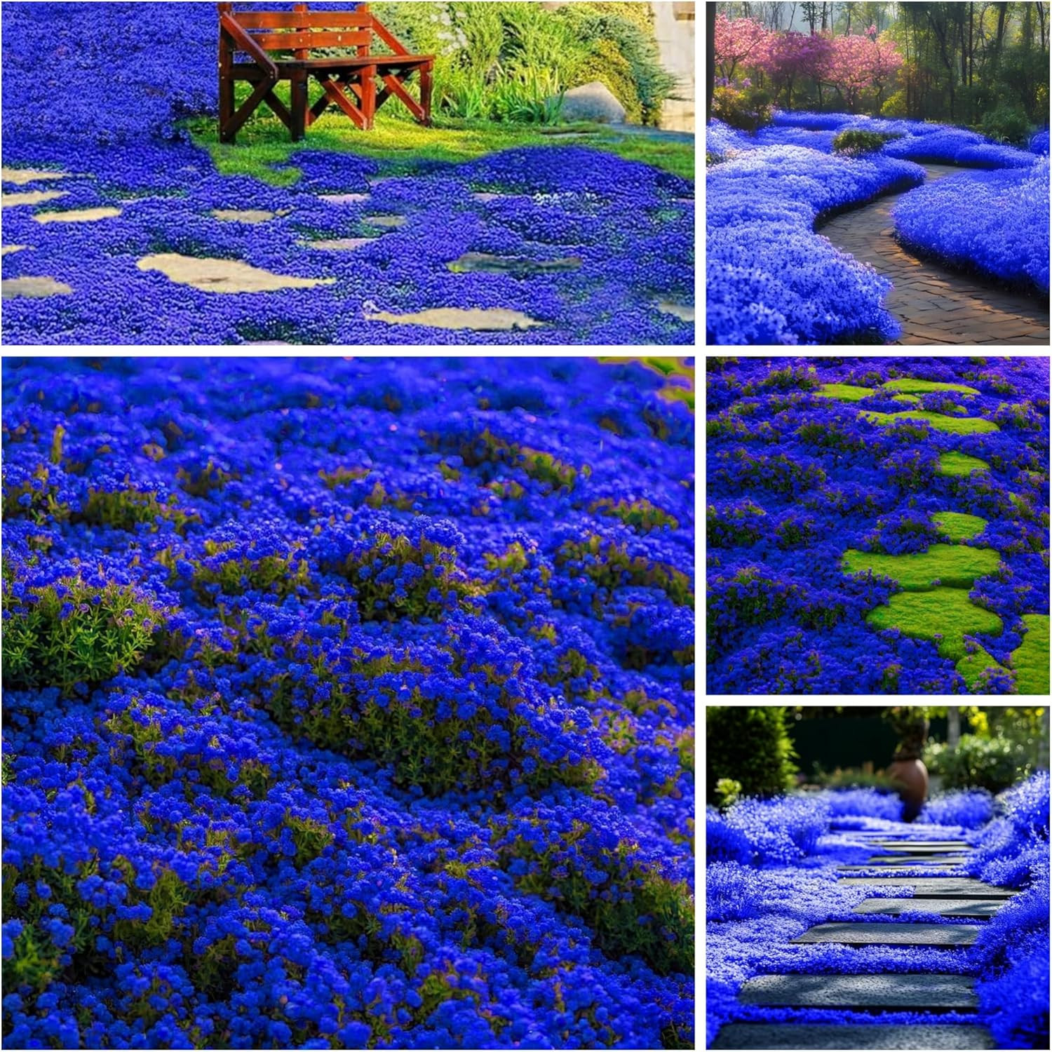 29000+ Magic Creeping Thyme Seeds for Planting Perennial Ground Cover Plants