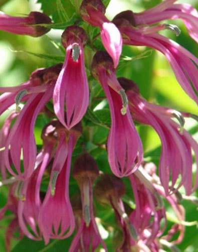 Lobelia bridgasii Tupa rosada 15 seeds