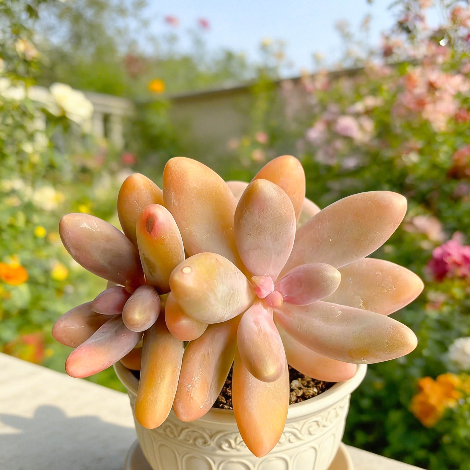 Pachyphytum Captain Jessop Rare Succulent Plant, Bare Root Easy Care Live