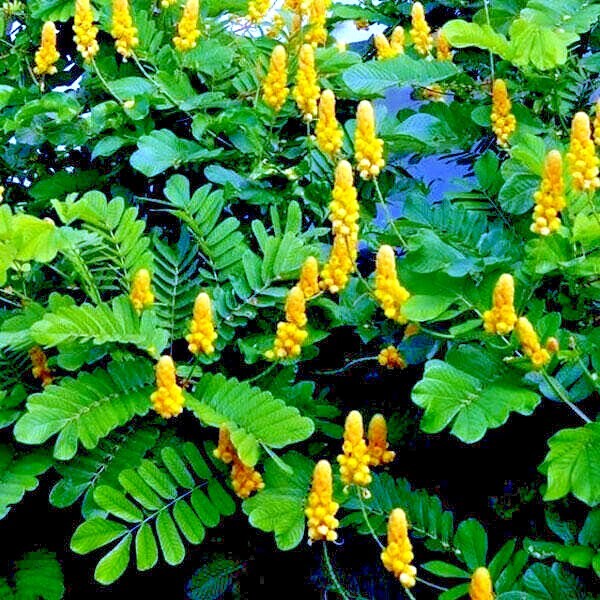 20 CANDLE BUSH SEEDS Cassia Alata Senna Tree Plant “Flowers Attract Butterflies”