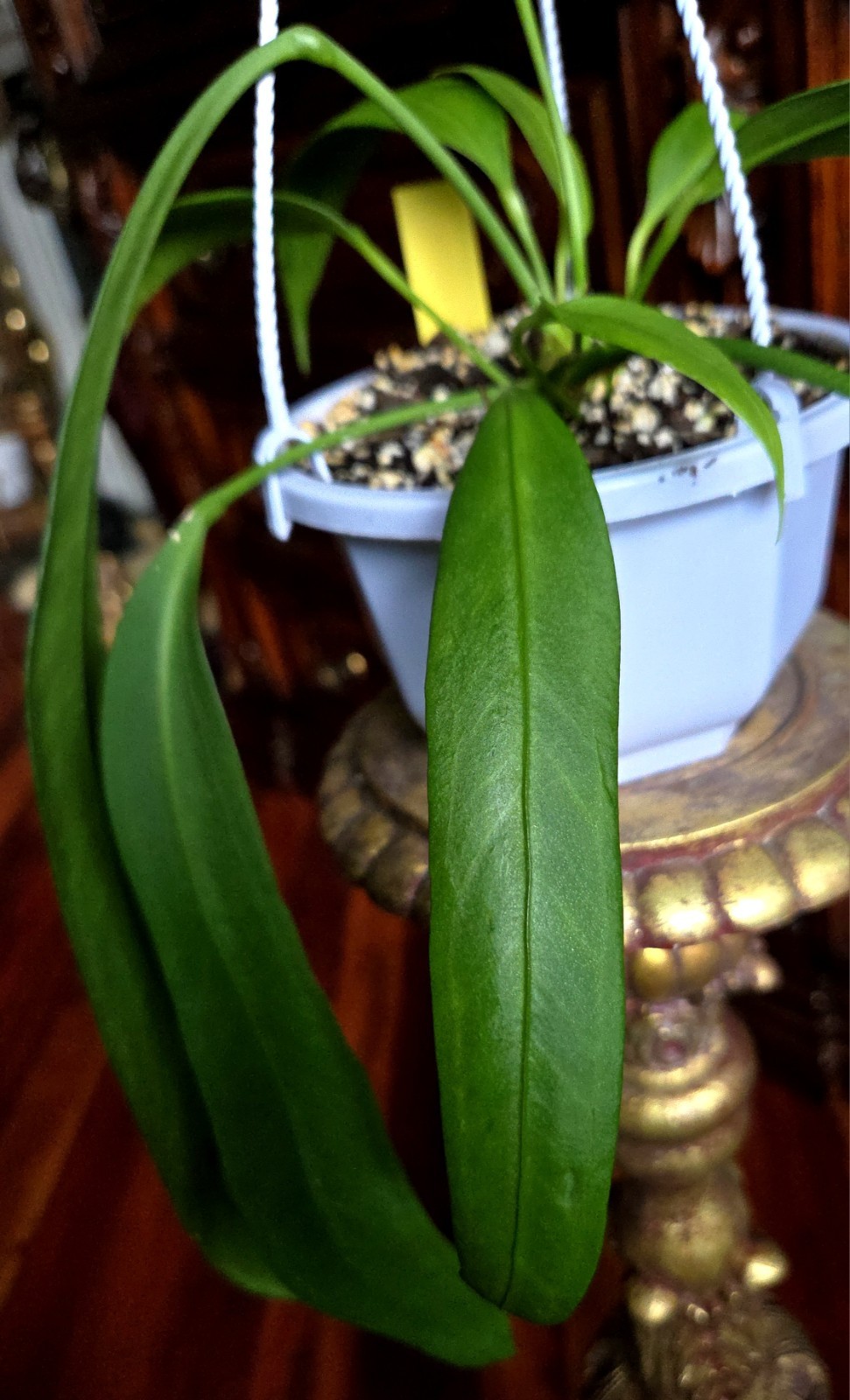 Rare XL Anthurium Vittarifolium 33″ Tall 21″ Leaves Not Philodendron Monstera