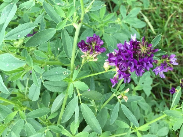 Alfalfa (Medicago sativa) SEEDS