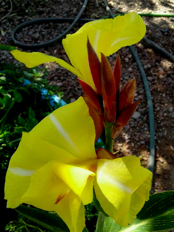 2 Orange /yellow Canna Lily King Humbert bog pond plant (not just a rhizome)