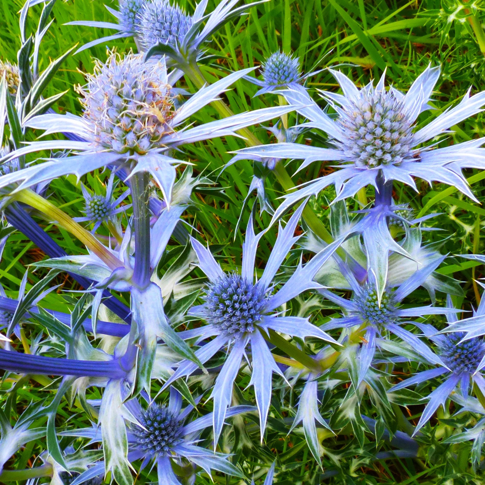 Sea Holly Seeds | Blue Thistle Eryngium Eryngo Flower Seed 2024 Fast Shipping