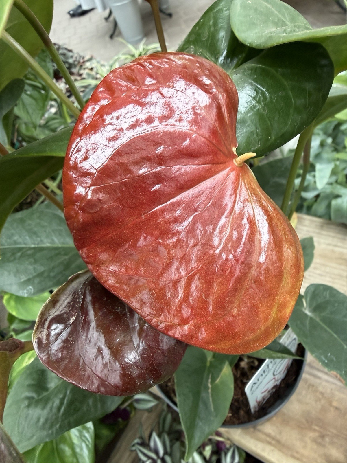 Anthurium COCOA Chocolate Color
