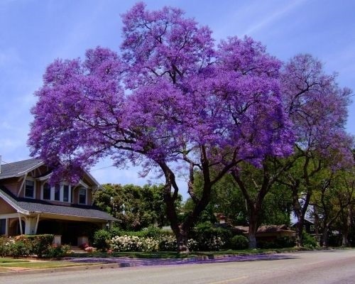 25+ Royal Empress Tree Seeds/ Flower Seeds Fast Growing Grows Anywhere/Perennial