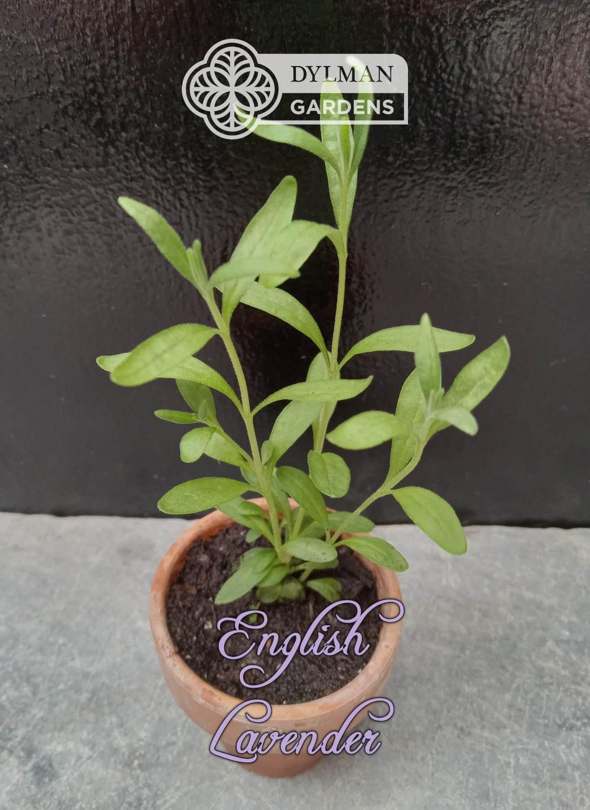 English Lavender Plant (Lavandula angustifolia) – Live Herb – Multiple Sizes