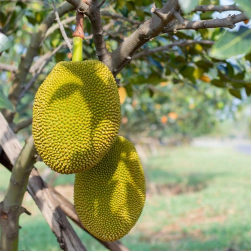 Live Jackfruit Tree – 4″ Pot – Edible Tropical Fruit Tree – Outdoor Garden