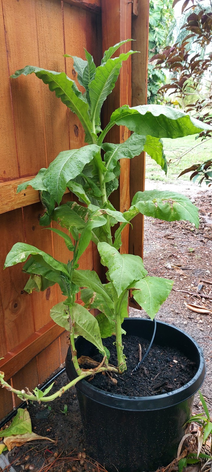Virginia Tobacco, 300 Seeds