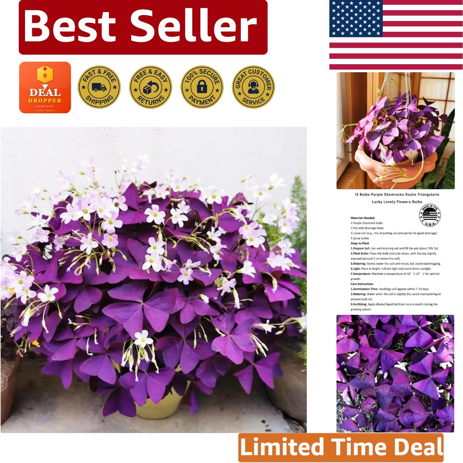 GMO Free Purple Shamrocks Bulbs – 12 Indoor/Outdoor Beauty Blooms for Good Luck