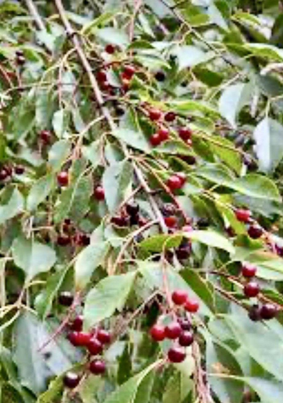Black Cherry (Prunus serotina) Tree Seedlings 7 Live Plants Many Uses