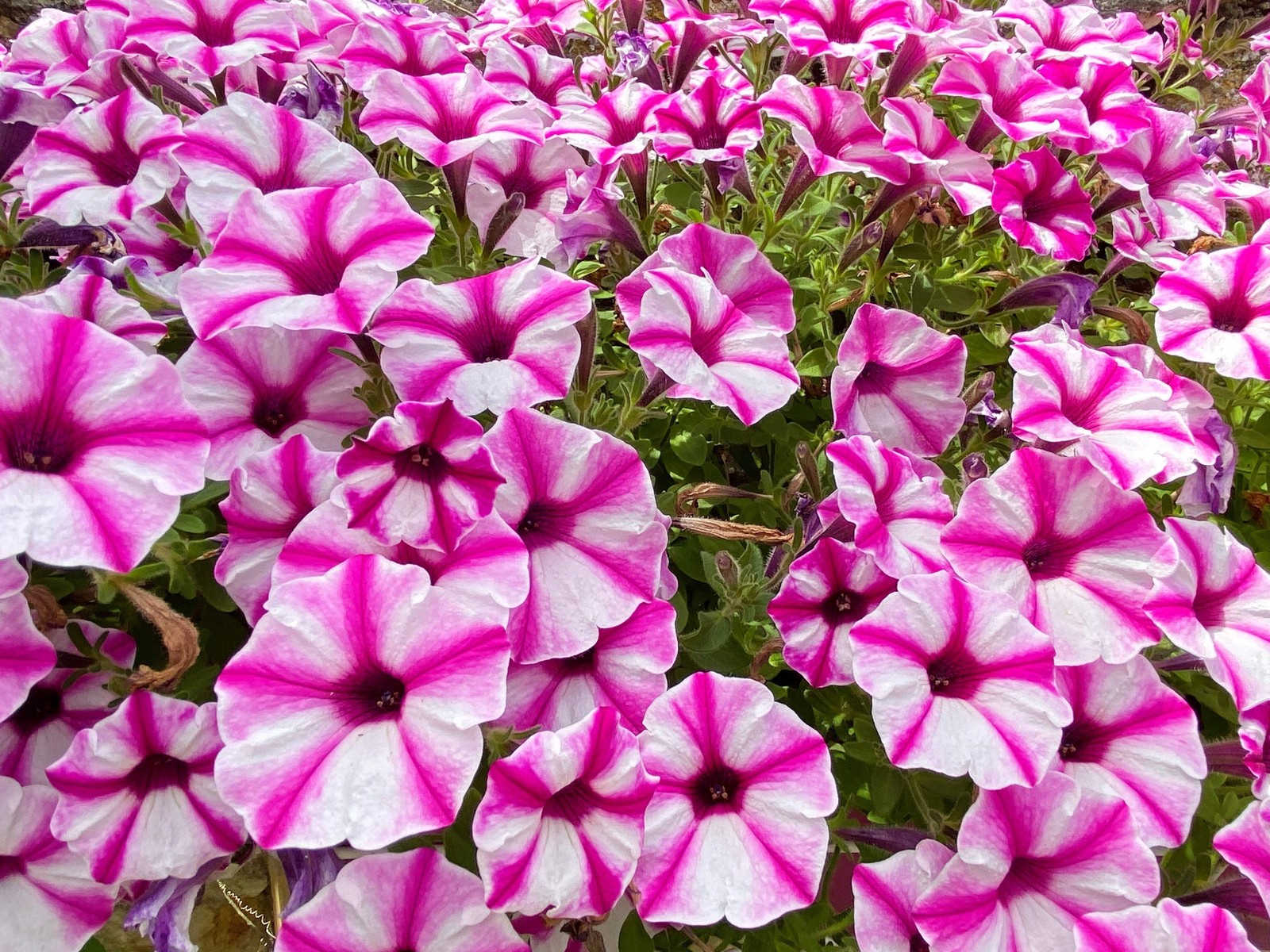 100 STAR MIX PETUNIA Mixed Colors Petunia Violacea Flower Seeds Red Blue Purple