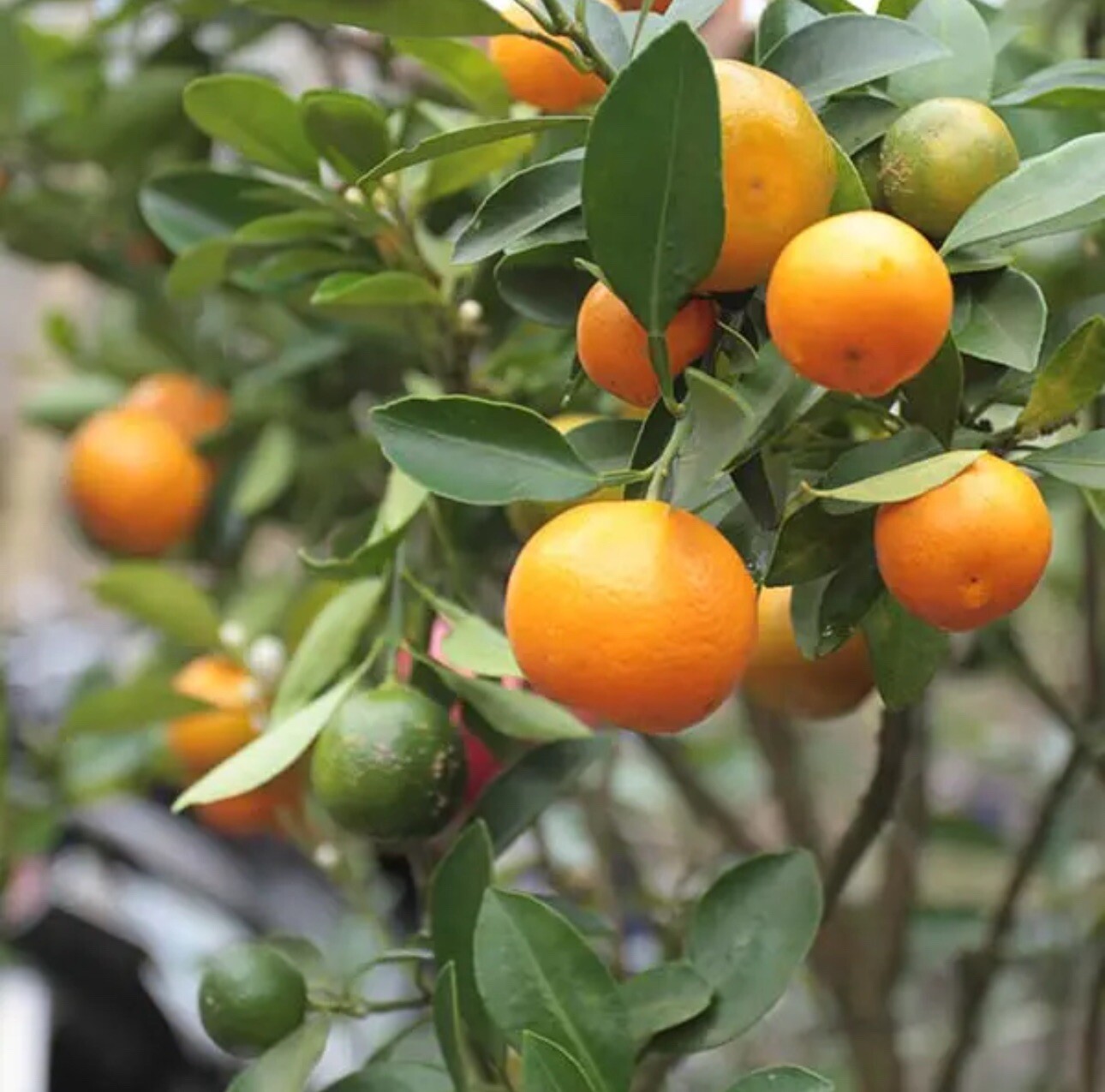 Fruiting Calamondin Orange Tree. Self-pollinating Grafted.