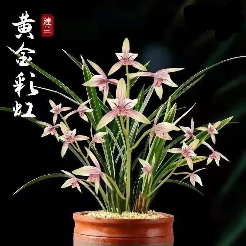 Cymbidium ensifolium “Golden Rainbow” 建兰 ‘黄金彩虹’ Highly Fragrant In Pot