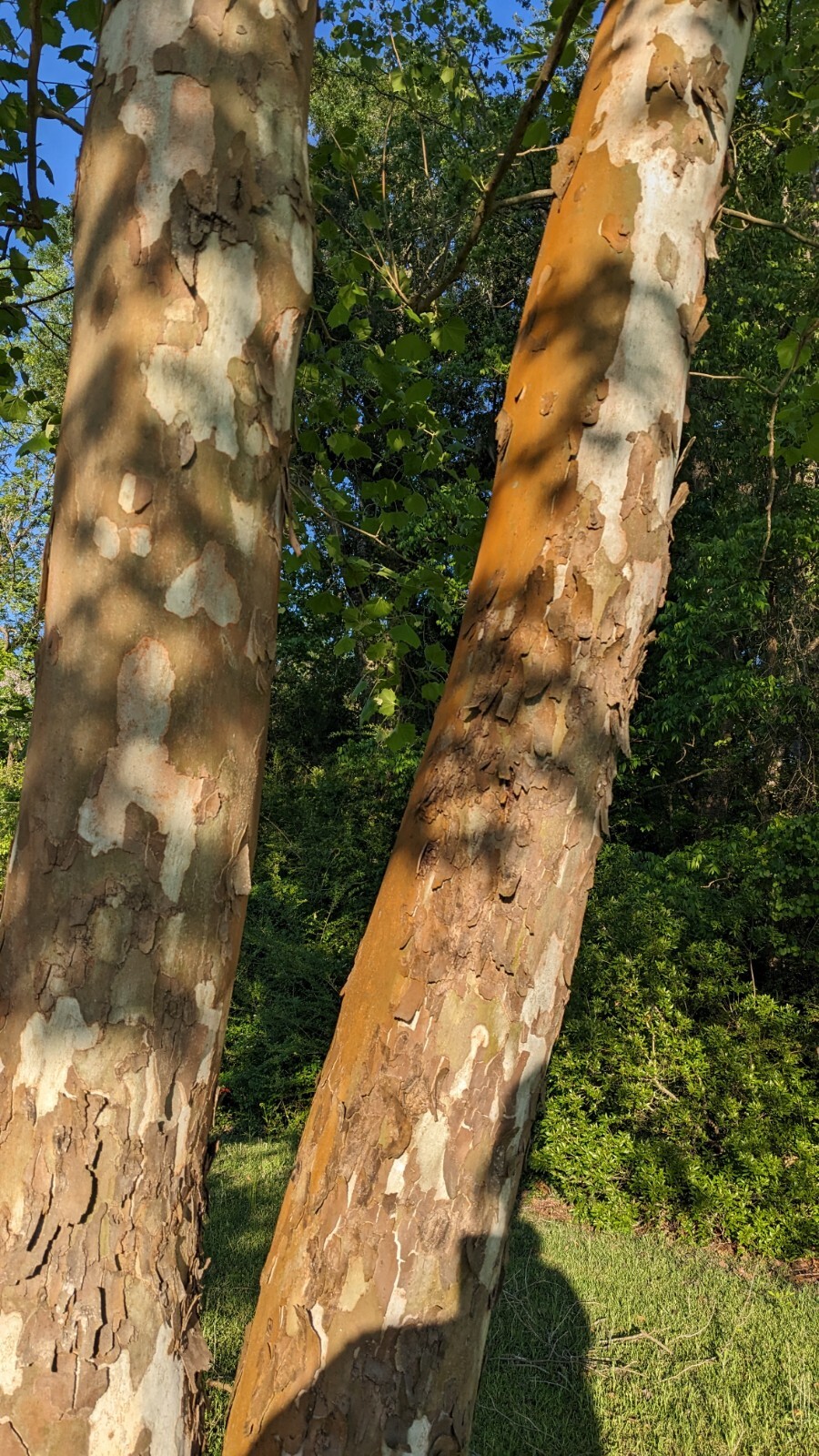 100+ seeds American Sycamore, shade tree, native, Platanus occidentalis