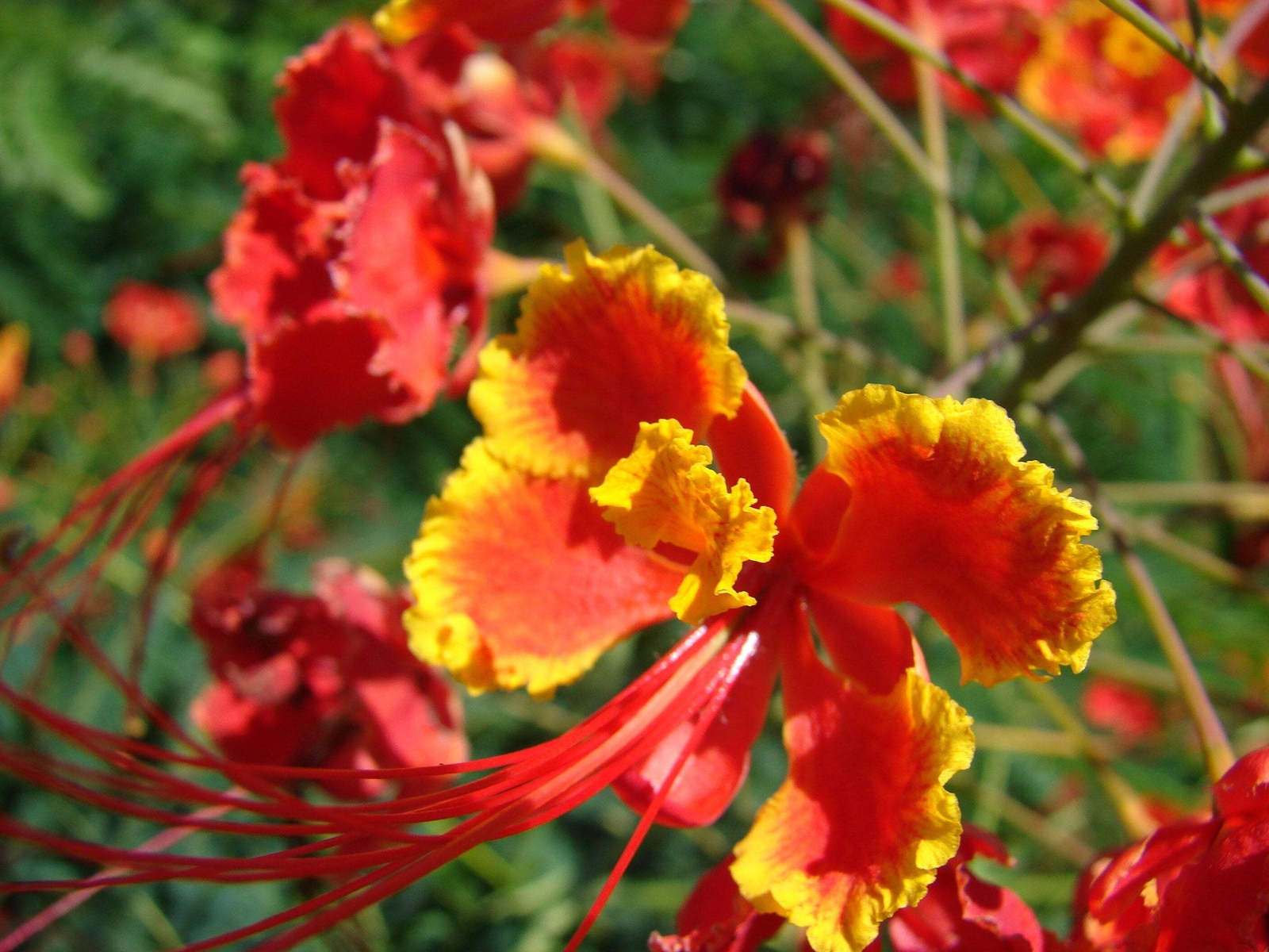 10 RED BIRD OF PARADISE Caesalpinia Pulcherrima Barbados Peacock Flower Seeds