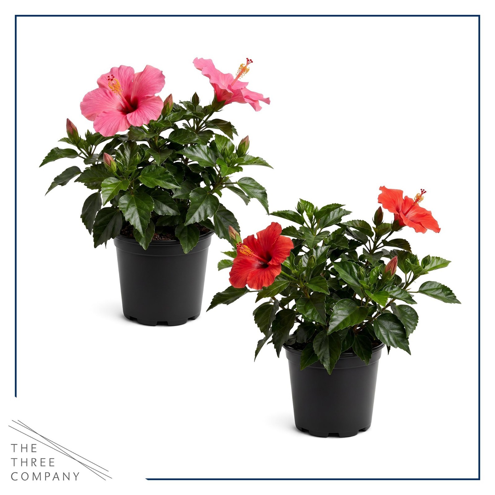 Tropical Hibiscus Plants – Assorted Colors, Live Flowering, 10″ Tall, 2 Pack