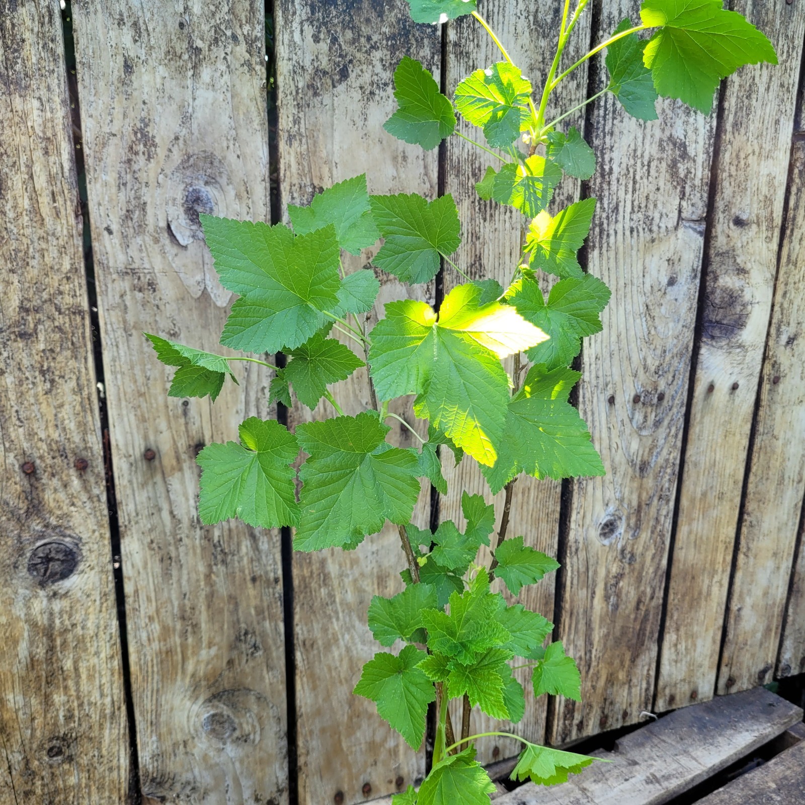 Black Currant Ribes Nigrum Live Plant 26″ Bare-Root Cold Hardy USDA Zones 3-8