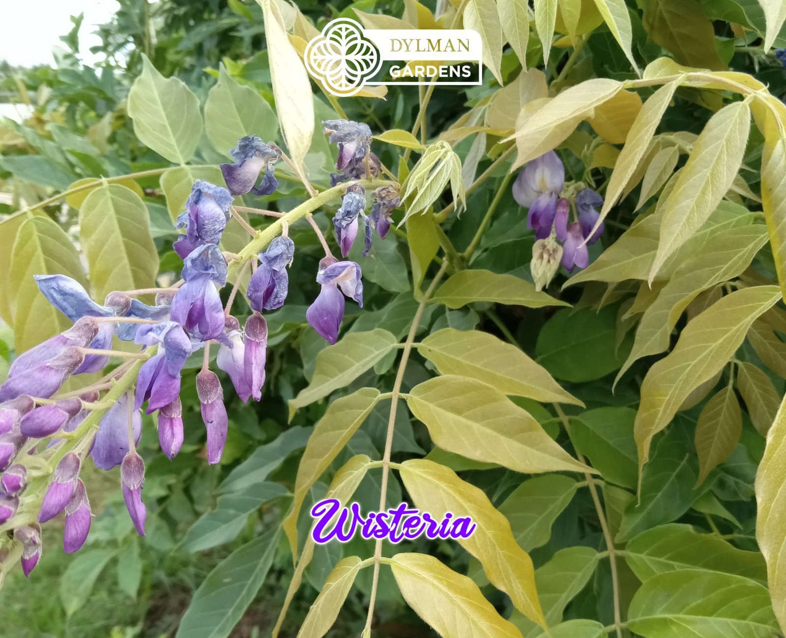 Japanese Wisteria (Wisteria floribunda) Flowering Vine – Bonsai – Multiple Sizes