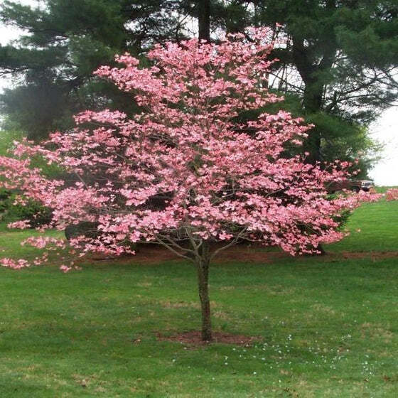 Pink Flowering Dogwood Tree Seeds – Cornus florida var. rubra Size: 5-20