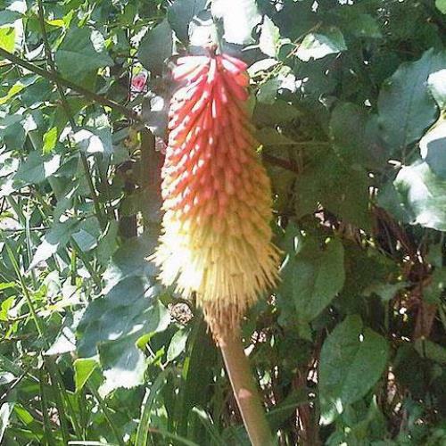 Kniphofia uvaria | Red Hot Poker | Torch Lily | Tritoma | 10 Seeds