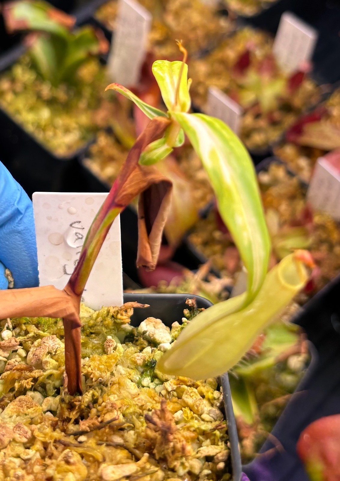 Nepenthes variegated gracilis, rooted cutting, small