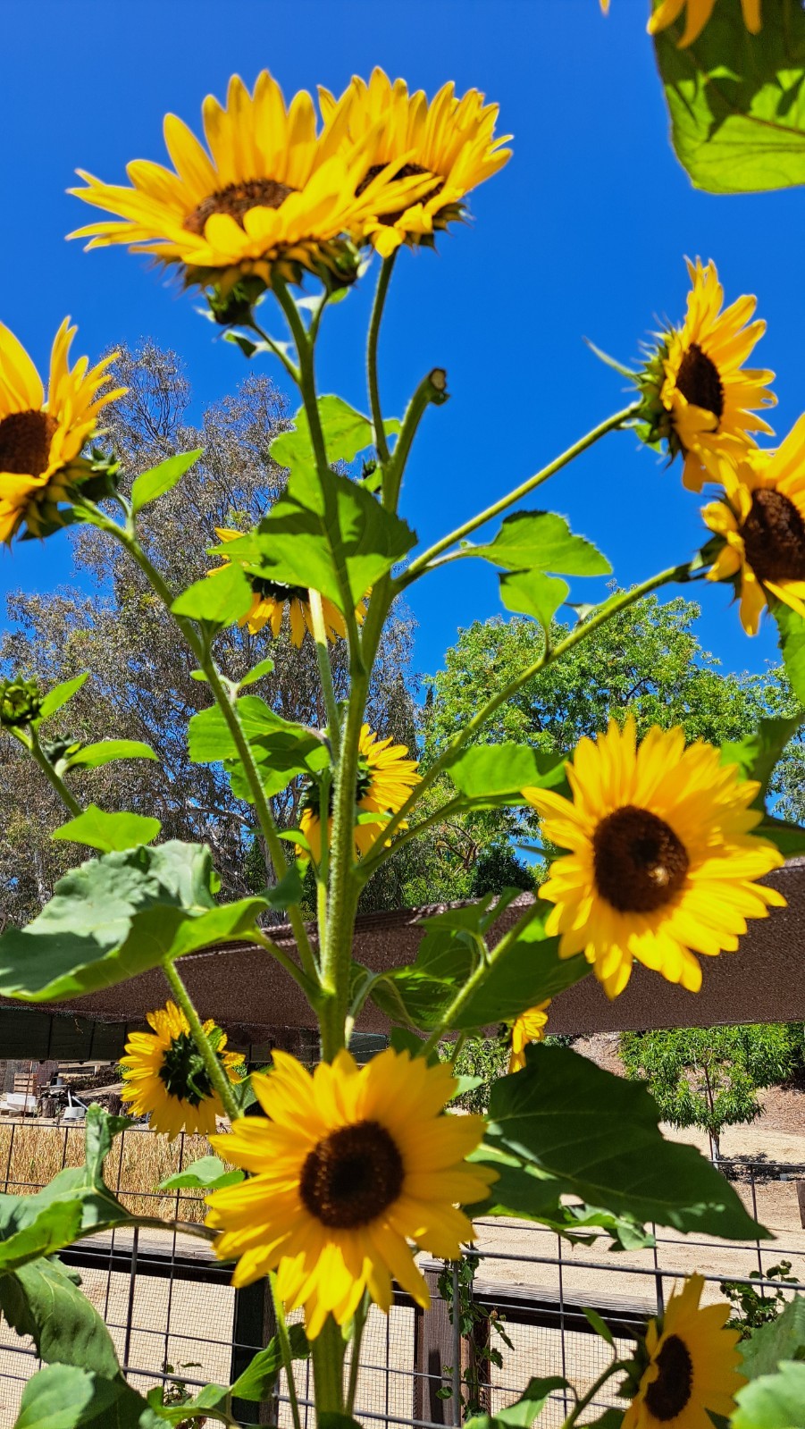 Lot of 12 Dried Sunflower Heads 1″-2″ for Pets Birds Crafts Etc Pesticide Free