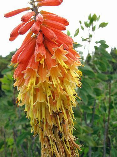 Kniphofia uvaria | Red Hot Poker | Torch Lily | Tritoma | 10 Seeds