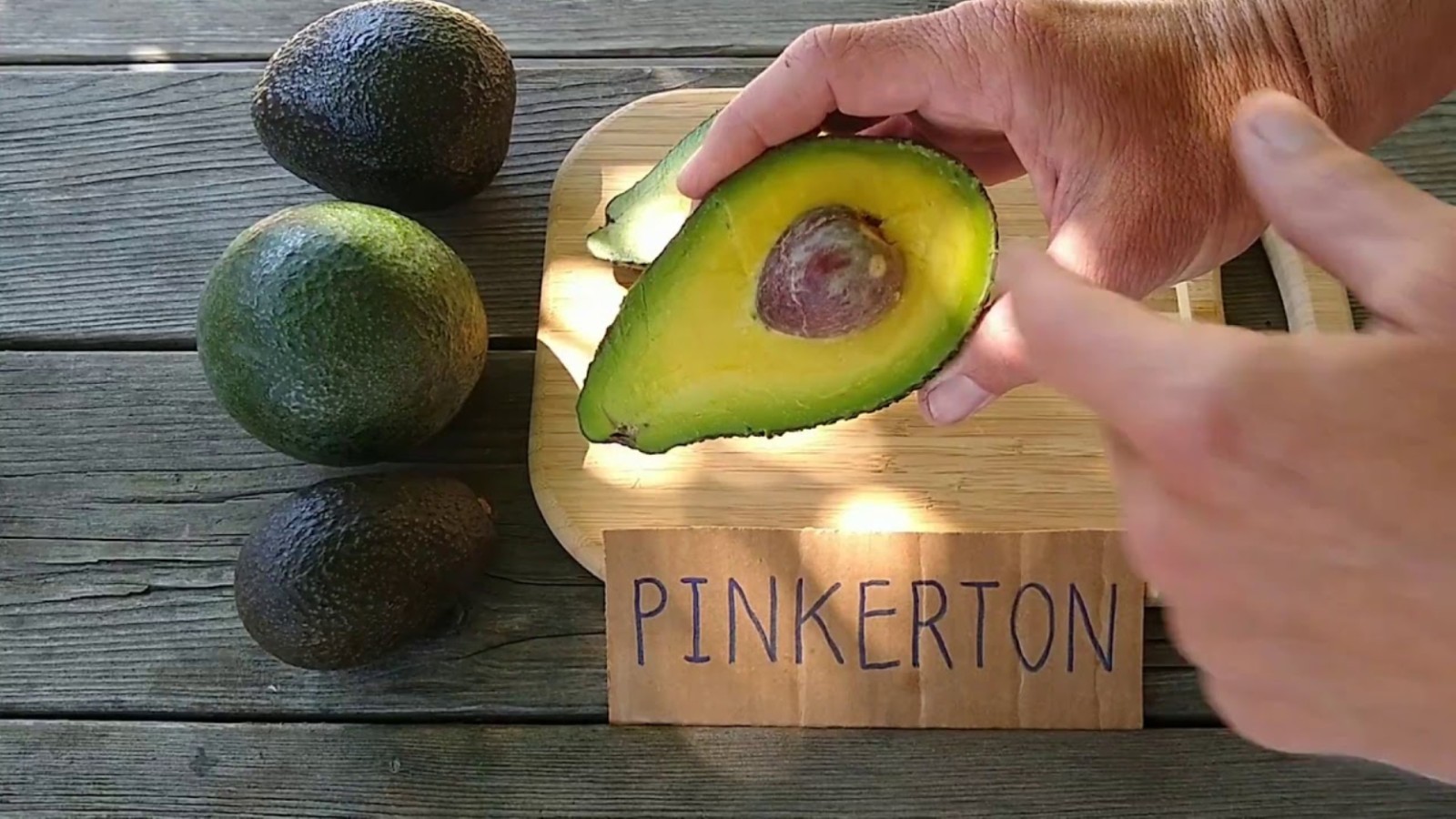 Avocado ‘Pinkerton’ grafted plant, Primo Size 18”-36” tall, “A” type