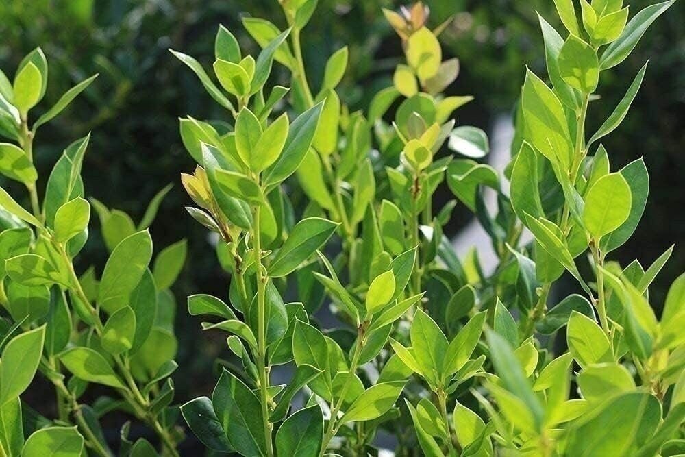 Ilex Needlepoint Chinese Holly | Quart | Ilex cornuta | Evergreen Privacy