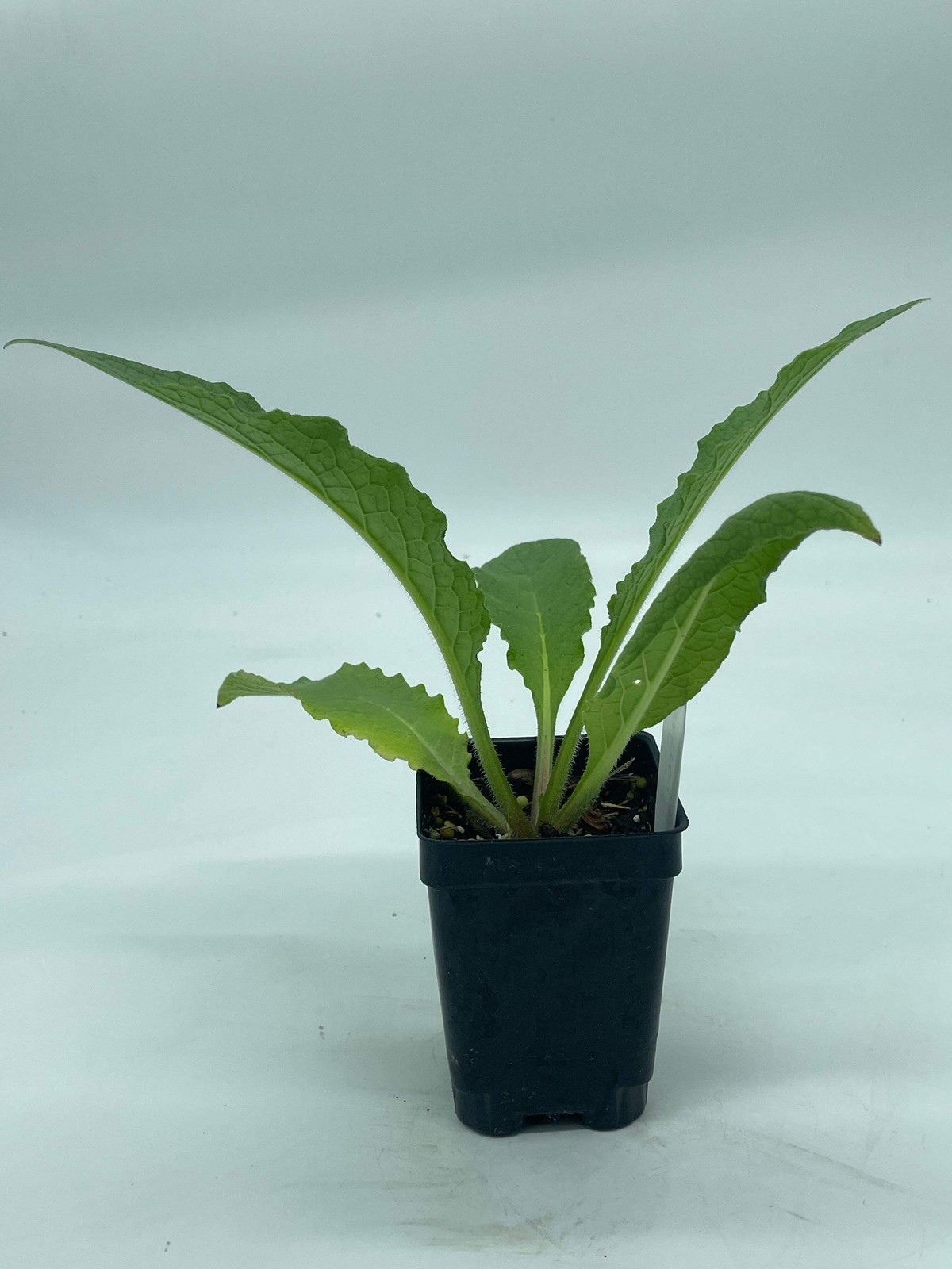 Comfrey Starter Plant Symphytum Officinale Great Pollinator Plant!