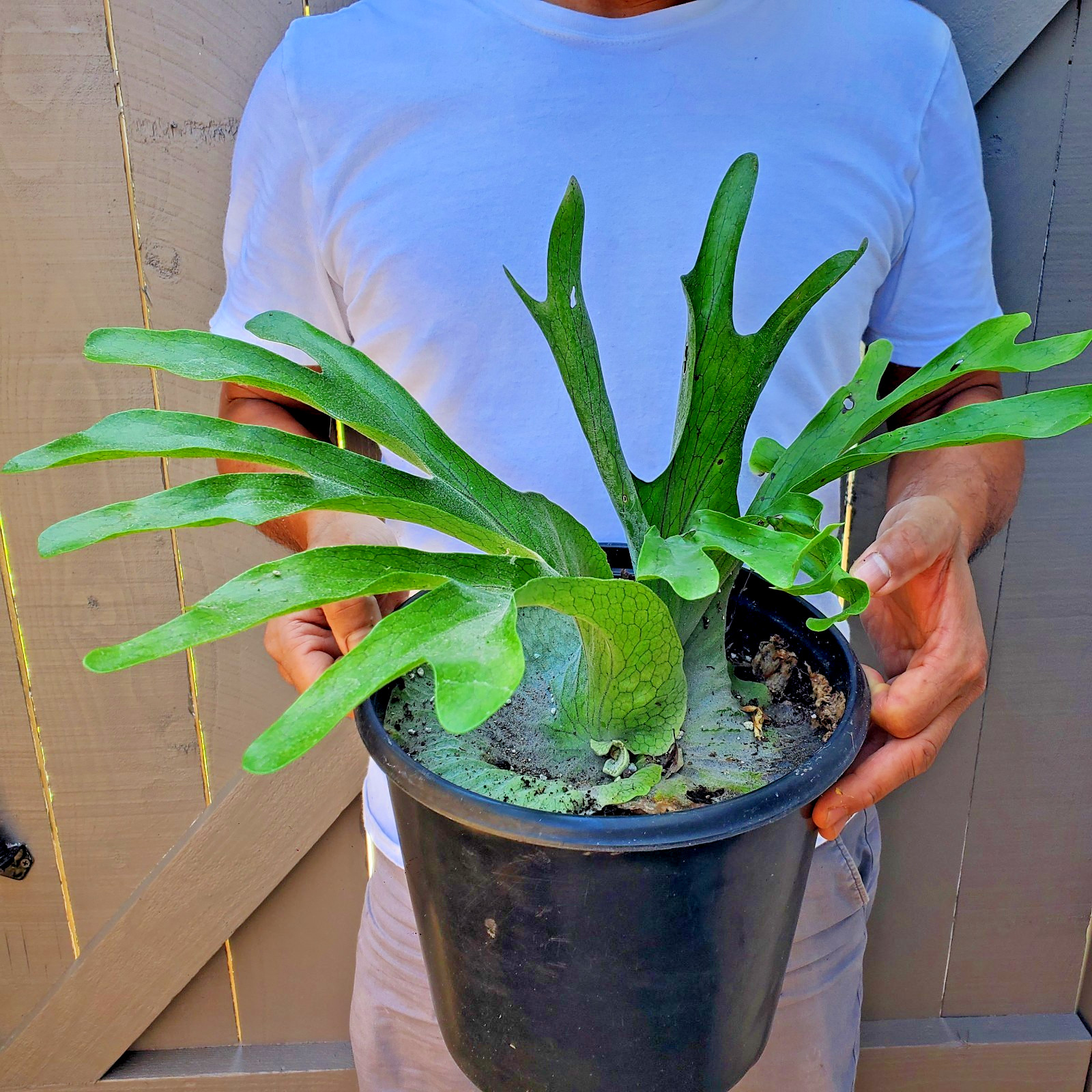 Platycerium Superbum Staghorn fern plant