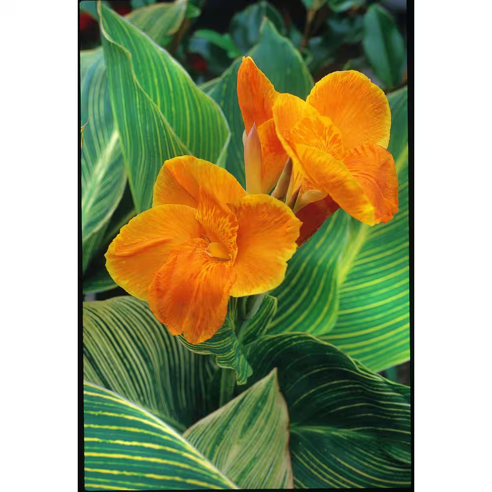 1.0 Gal. Perennial Canna Tropicanna Gold (2-Pack)