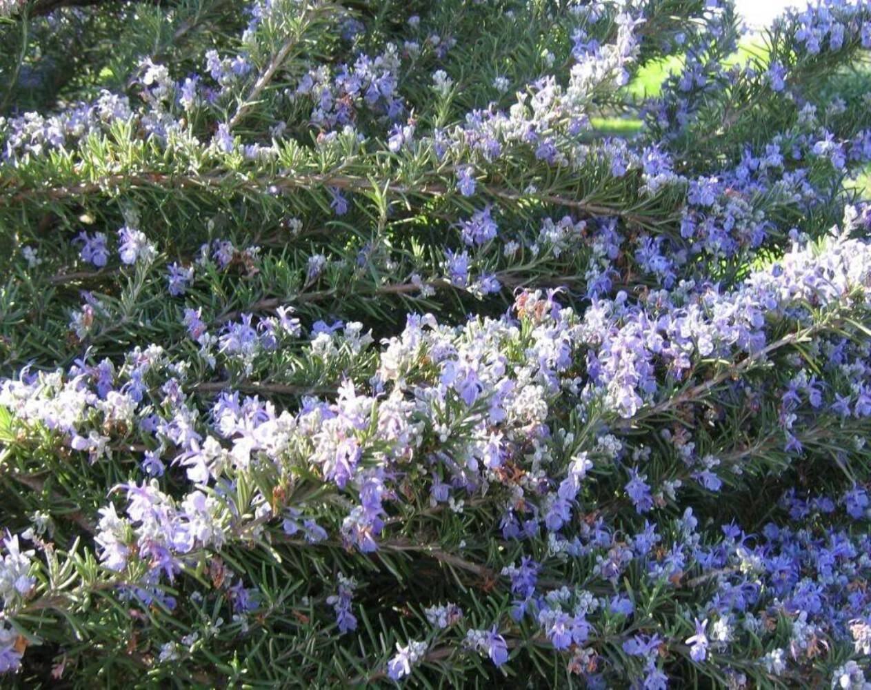 100 ROSEMARY Rosmarinus Officinalis Herb Flower Seeds