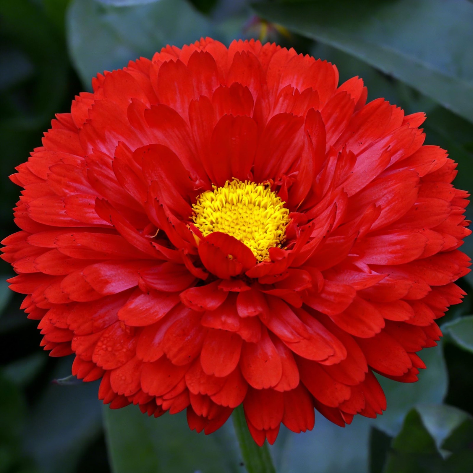 Mix Pot Marigold Seeds (Calendula Officinalis) for Planting, 990+Pcs Rare Marigo