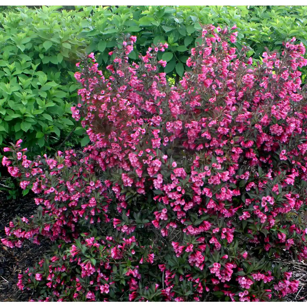4.5 In. Qt. Wine and Roses Reblooming Weigela (Florida) Live Shrub, Pink Flowers