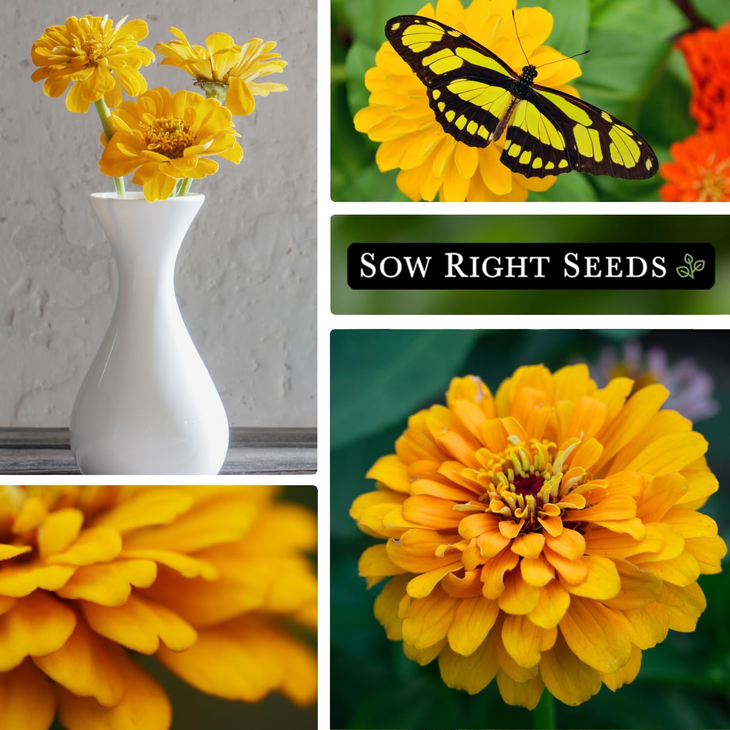 Canary Bird Zinnia Seeds For Planting Large Yellow Annual Blooms Non-GMO Cut