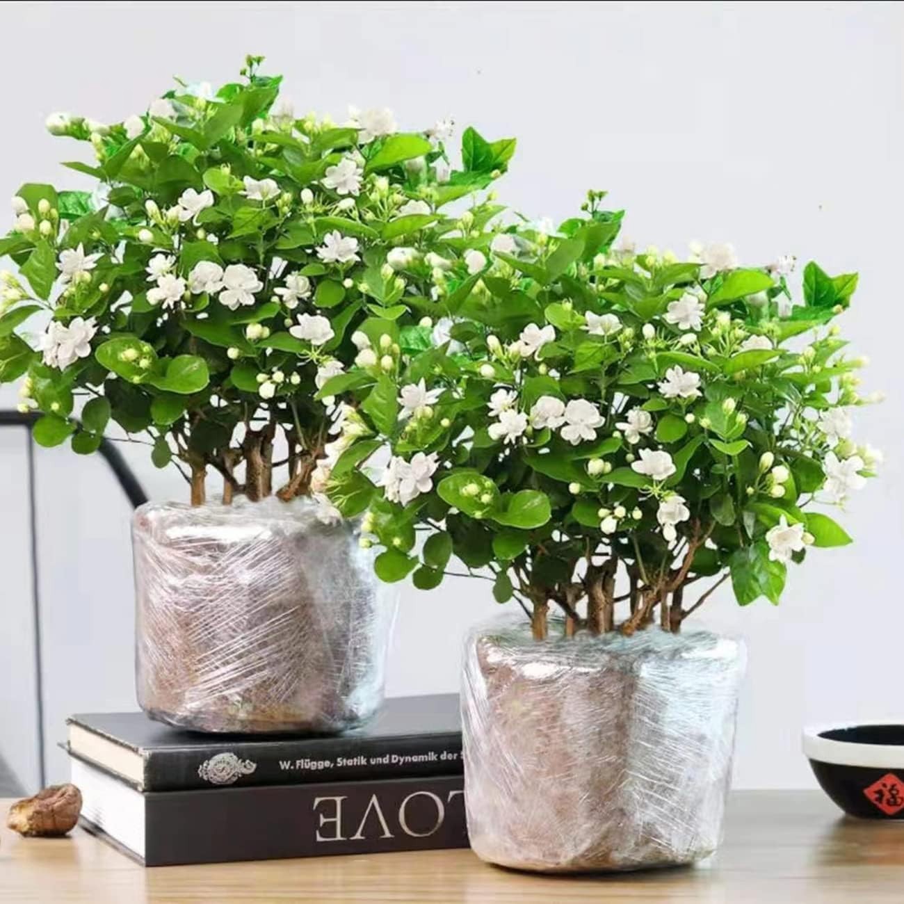 Delightful 100+ Jasmine Flower Seeds – Fragrant and Easy to Grow Climbing Plants