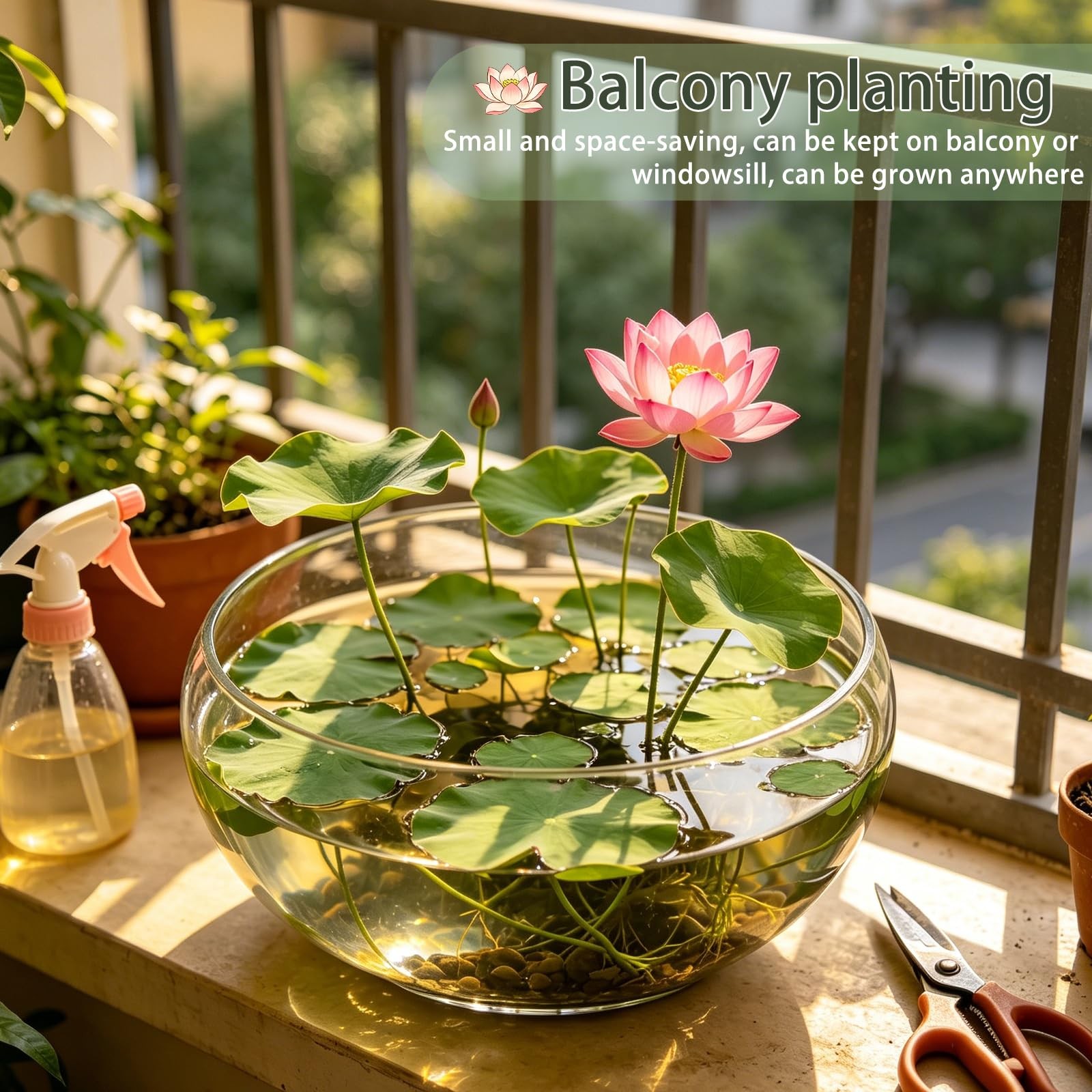 Bowl Lotus Seeds (Nelumbo nucifera), Dwarf Patio Pond Variety, Pack of 30…