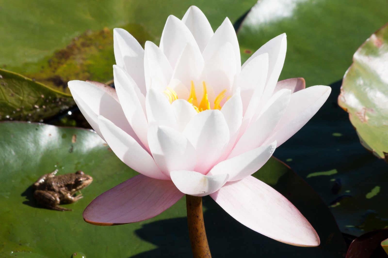 20 Seeds Nymphaea alba- White Lotus Water Lily Water Plant