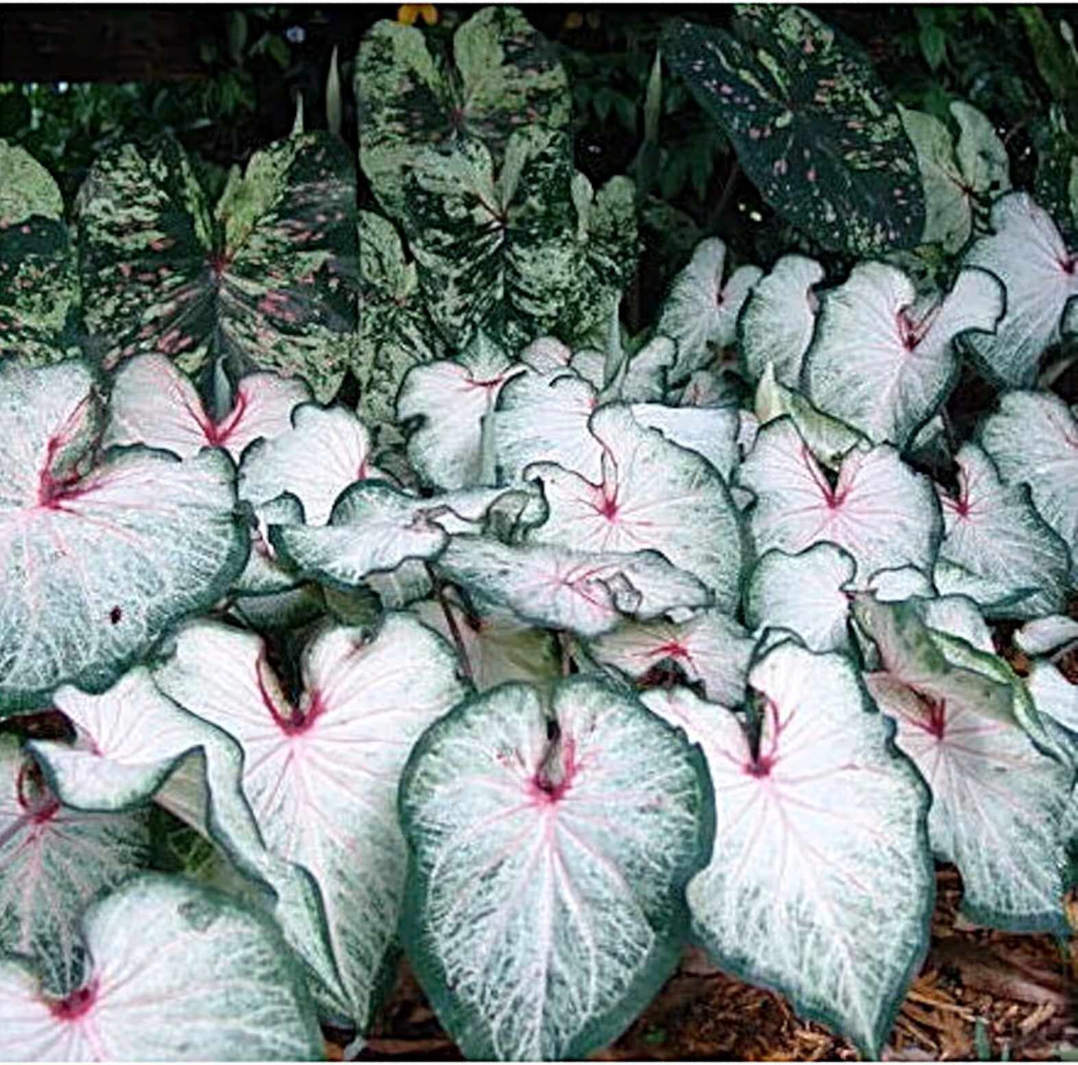 Caladium ‘White star’ Size #2 (2 Bulbs) (You get 2 bulbs)