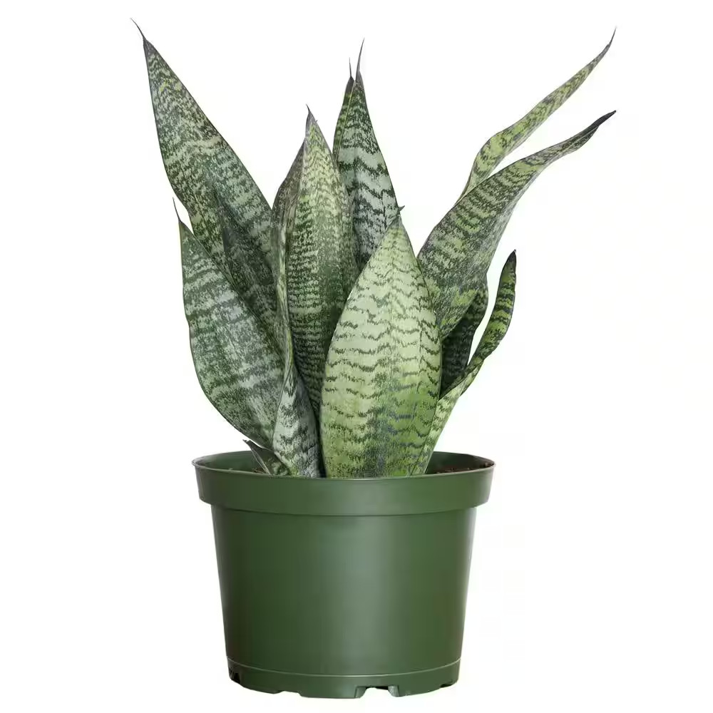 Live Sansevieria Zeylanica Indoor Snake Plant Shipped in 6 In. Grower Pot