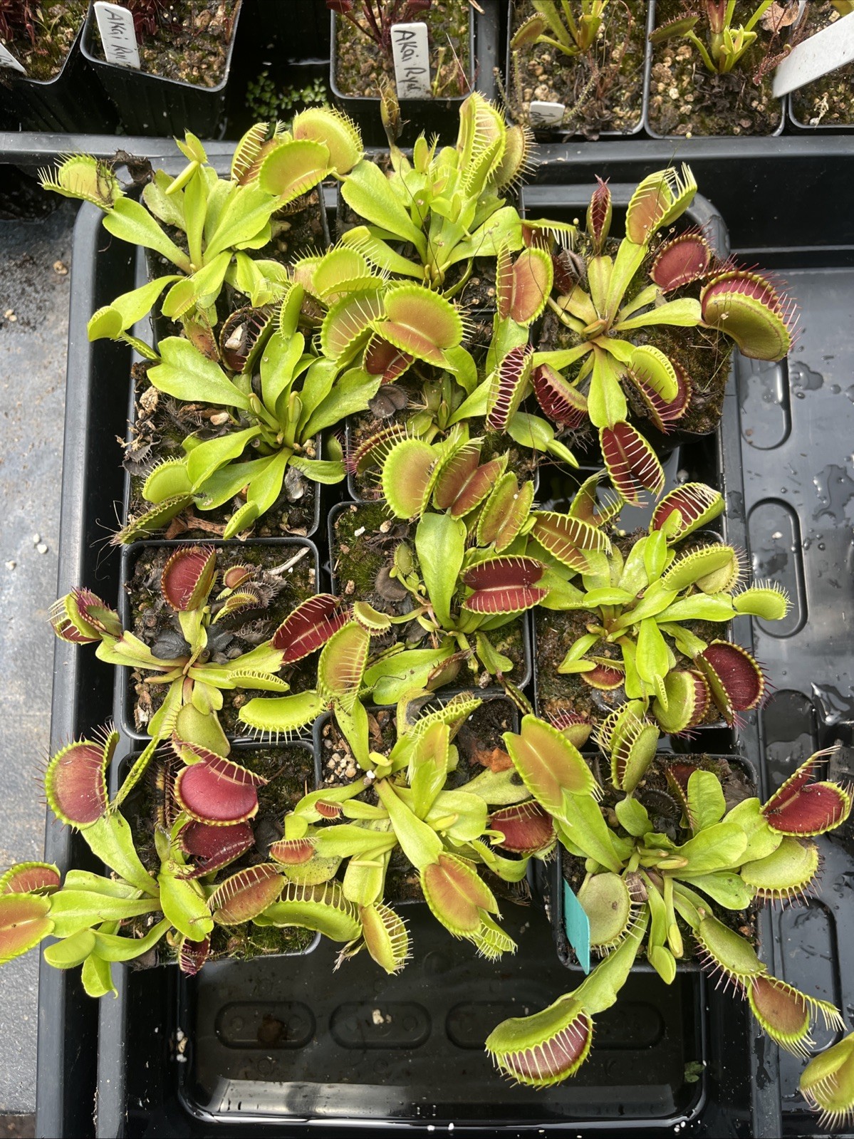 TYPICALS GONE WILD Live Potted Venus Flytrap Vigorous Plant