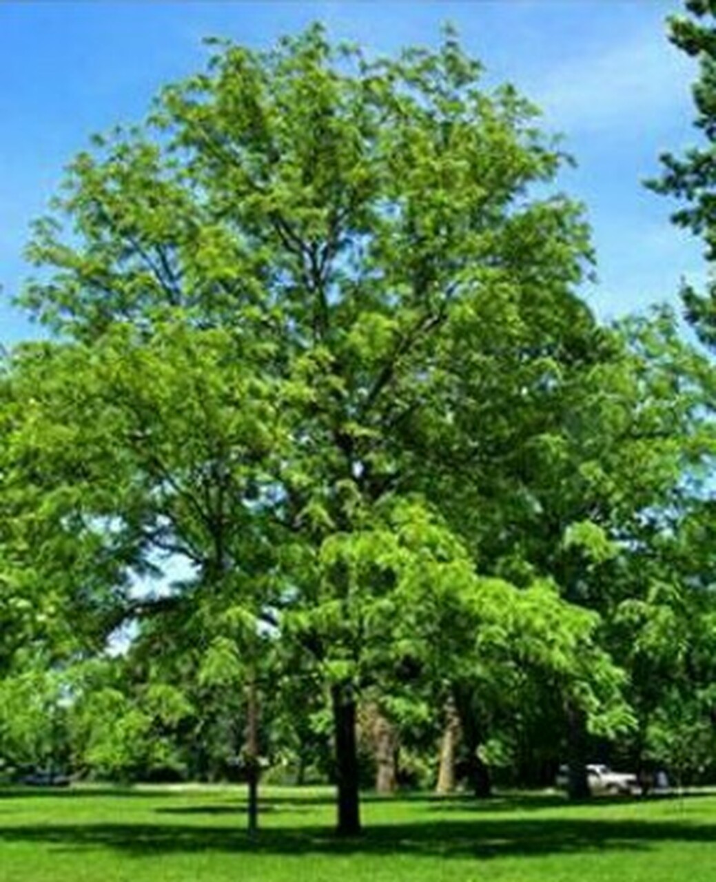 Larger Black Walnut Tree Well Rooted Live Plant 3yo 40+” Tall Juglans nigra